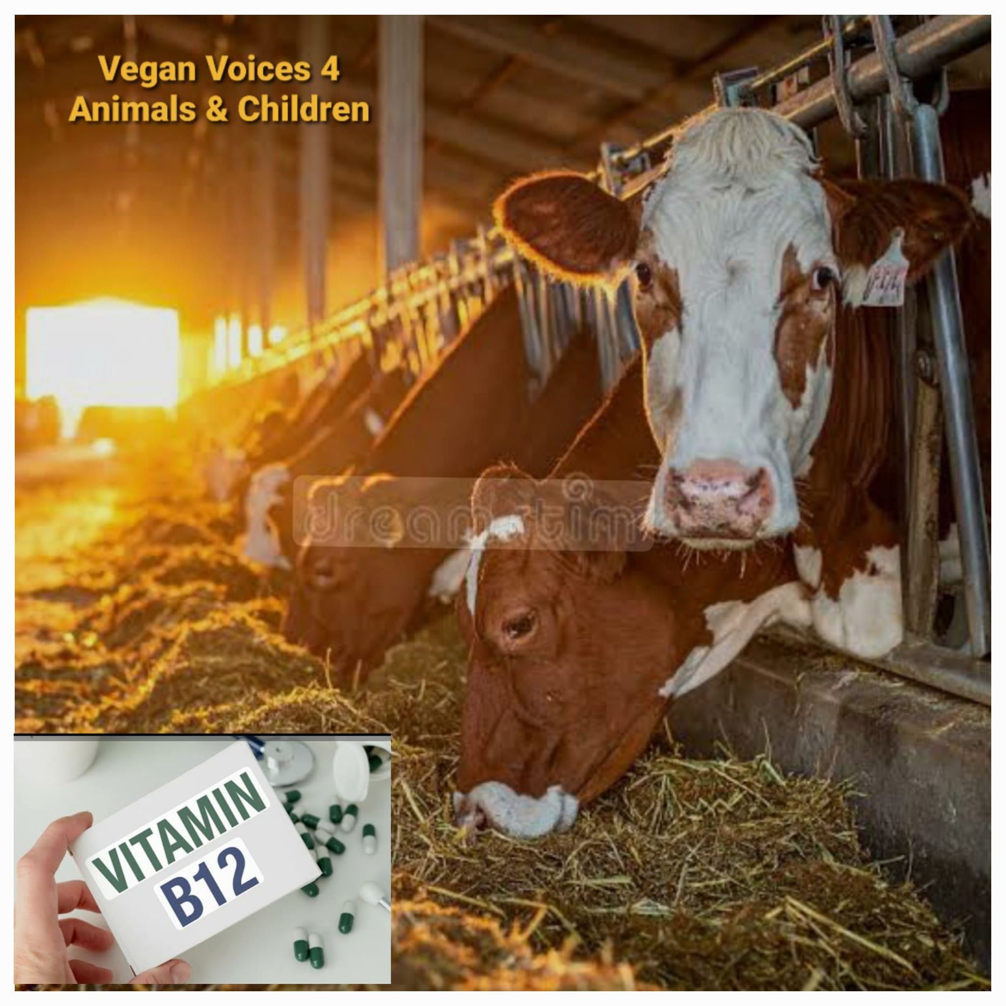 Media outlets often sensationalise the risk of vitamin B12 deficiency in vegans. However, not only can vegans easily get B12 from supplements, what is never mentioned is that non-vegans also rely on