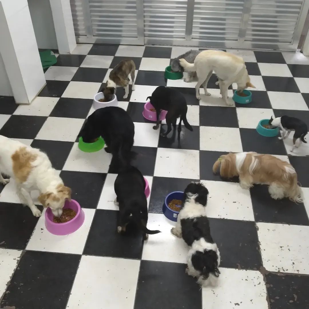 Libi Espaço Pet | São Caetano do Sul SP