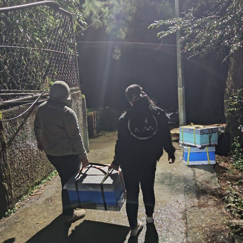 Native honeybees Asian honey bee /Eastern honey bee Scientific name ...
