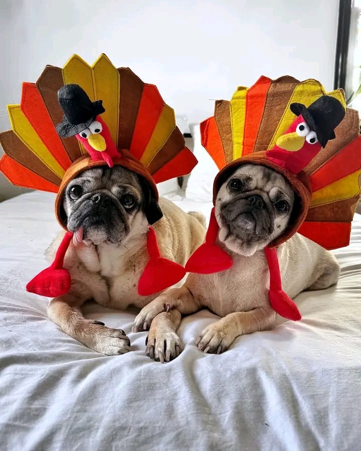 dogs dressed for thanksgiving Turkey Costume These three show up at