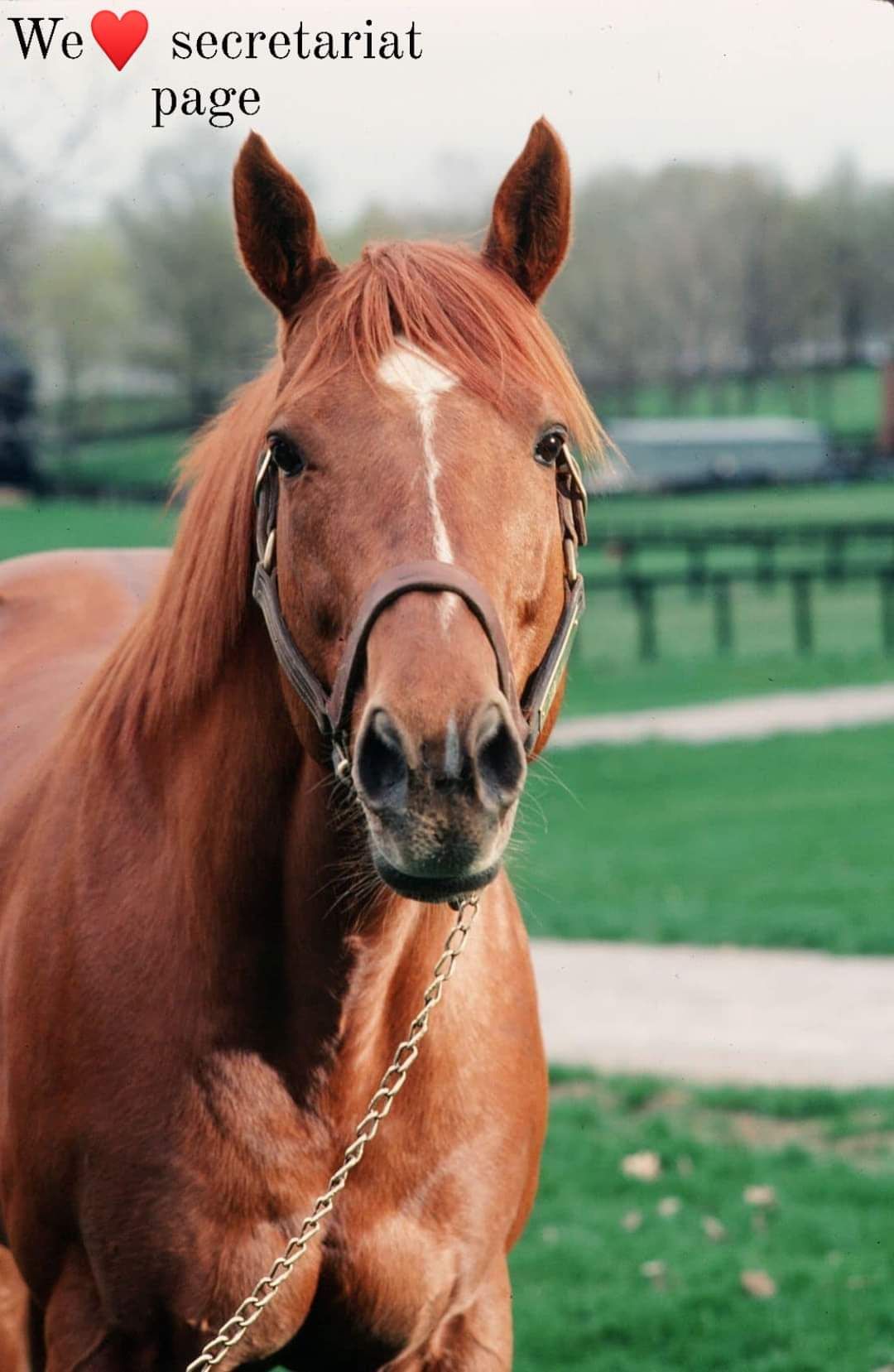 Secretariat - The Story of Secretariat, the Horse That Ran Straight ...