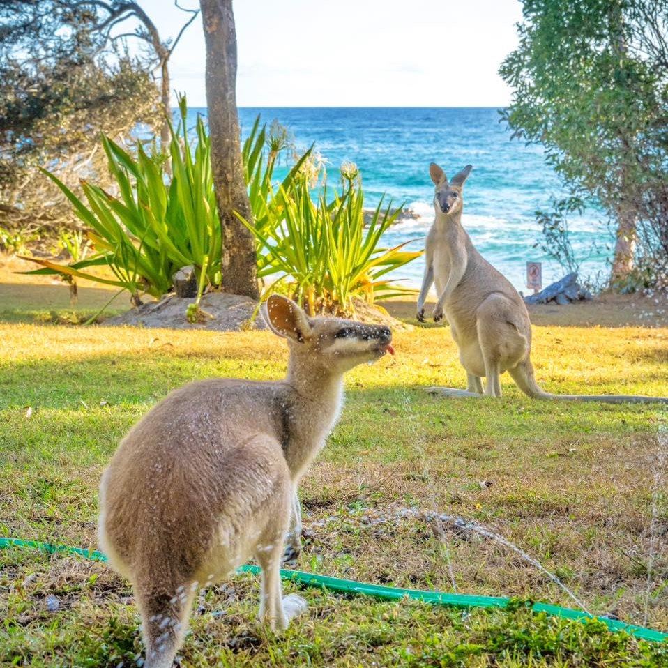 Agnes - 🦘 Nothing says true blue Aussie experience like spotting ...