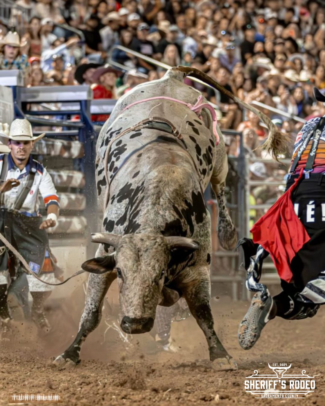 Sacramento - Hold on tight! 🐂🔥 Nothing gets your heart racing like the ...