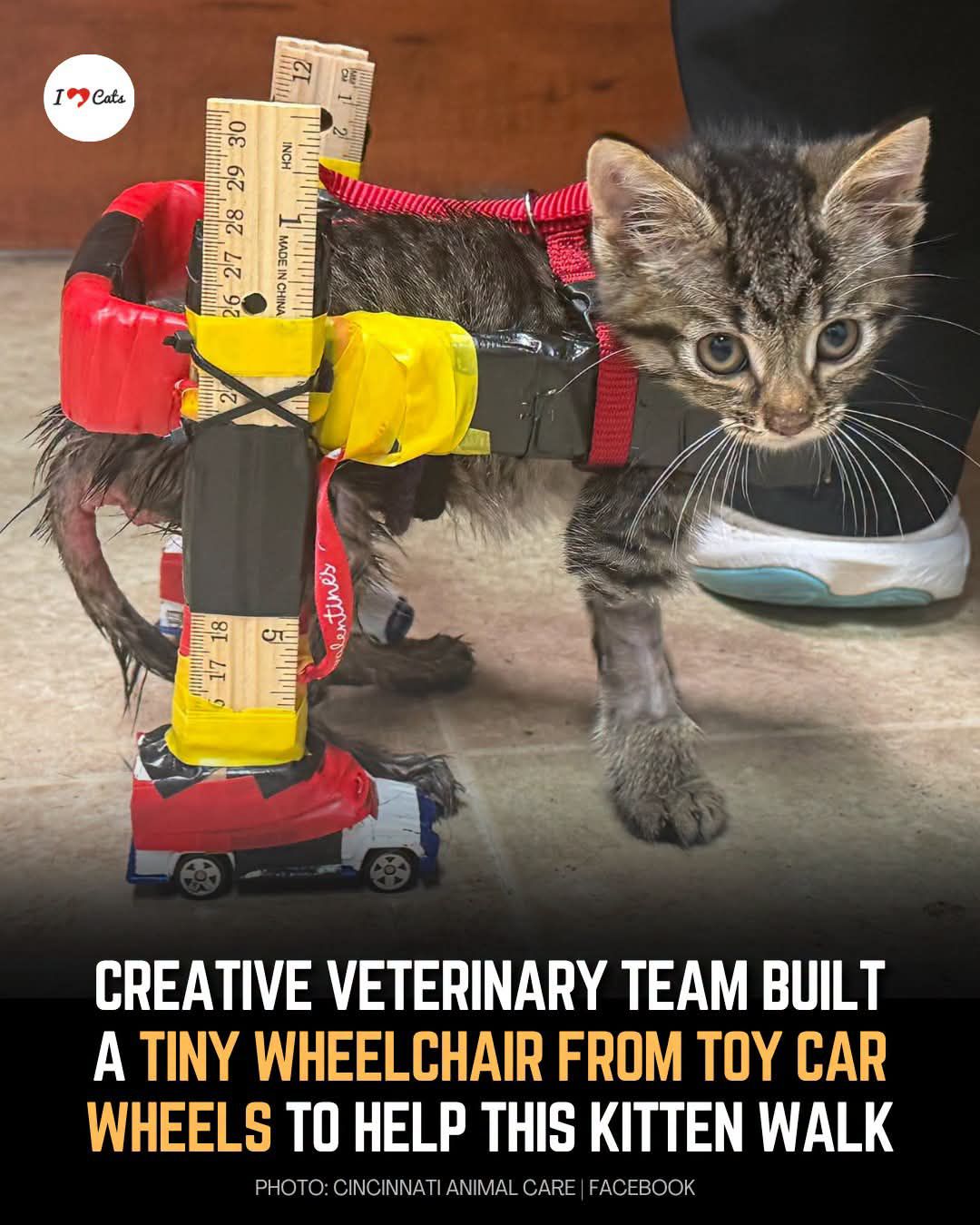 A foster kitten in named Gelato is winning hearts after a vet tech