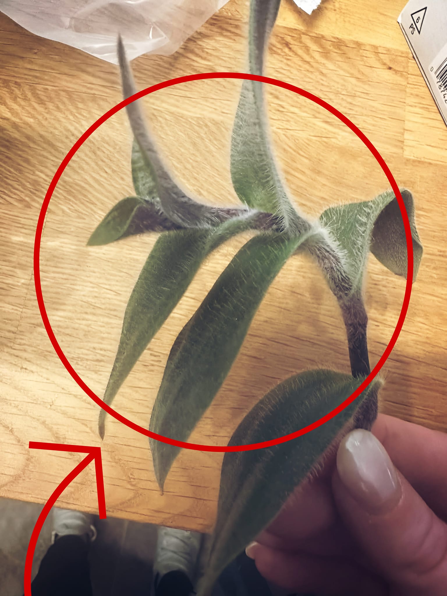 What is this fuzzy plant cutting?