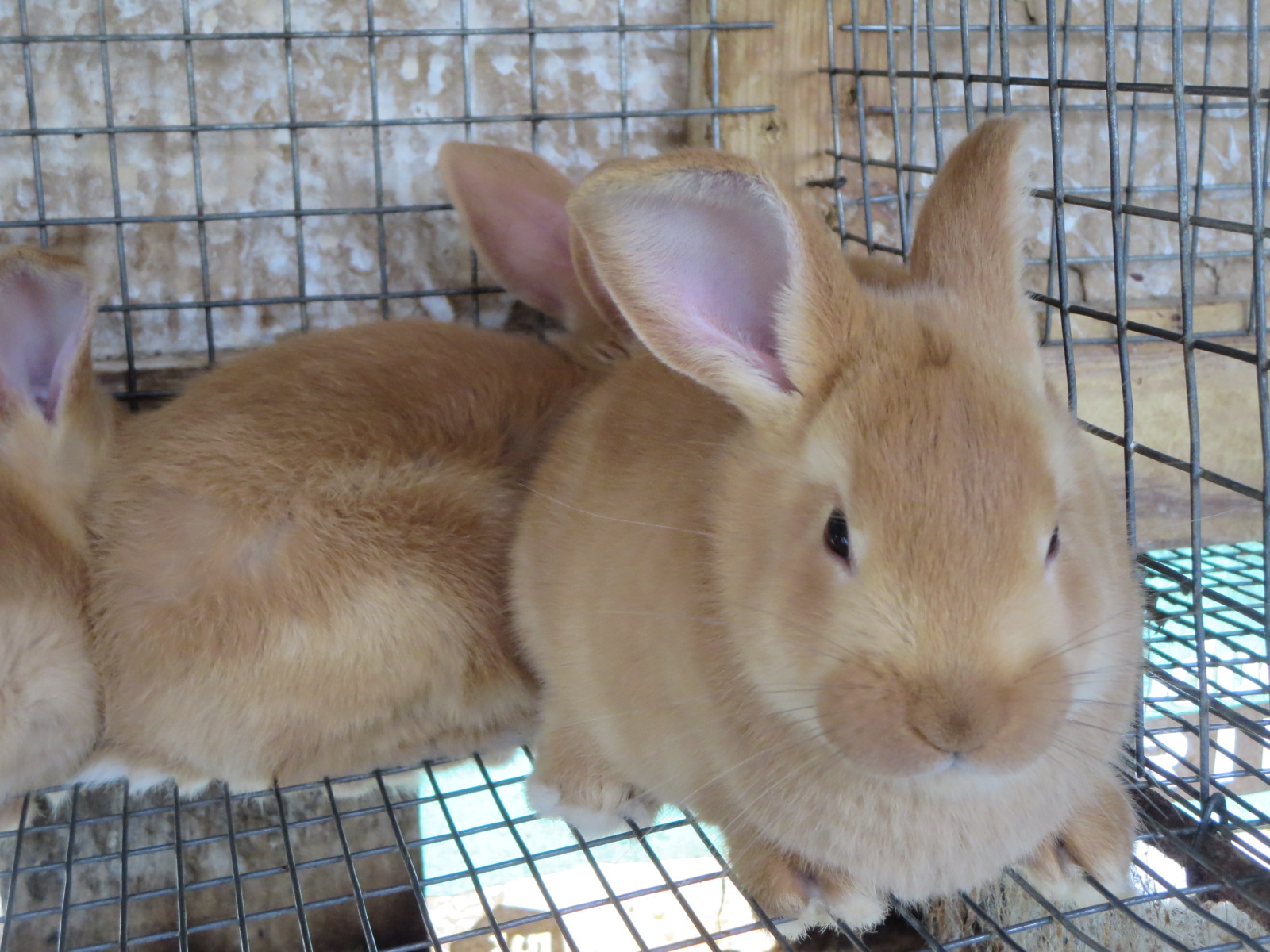 New Zealand Red Rabbits Breeders | Facebook