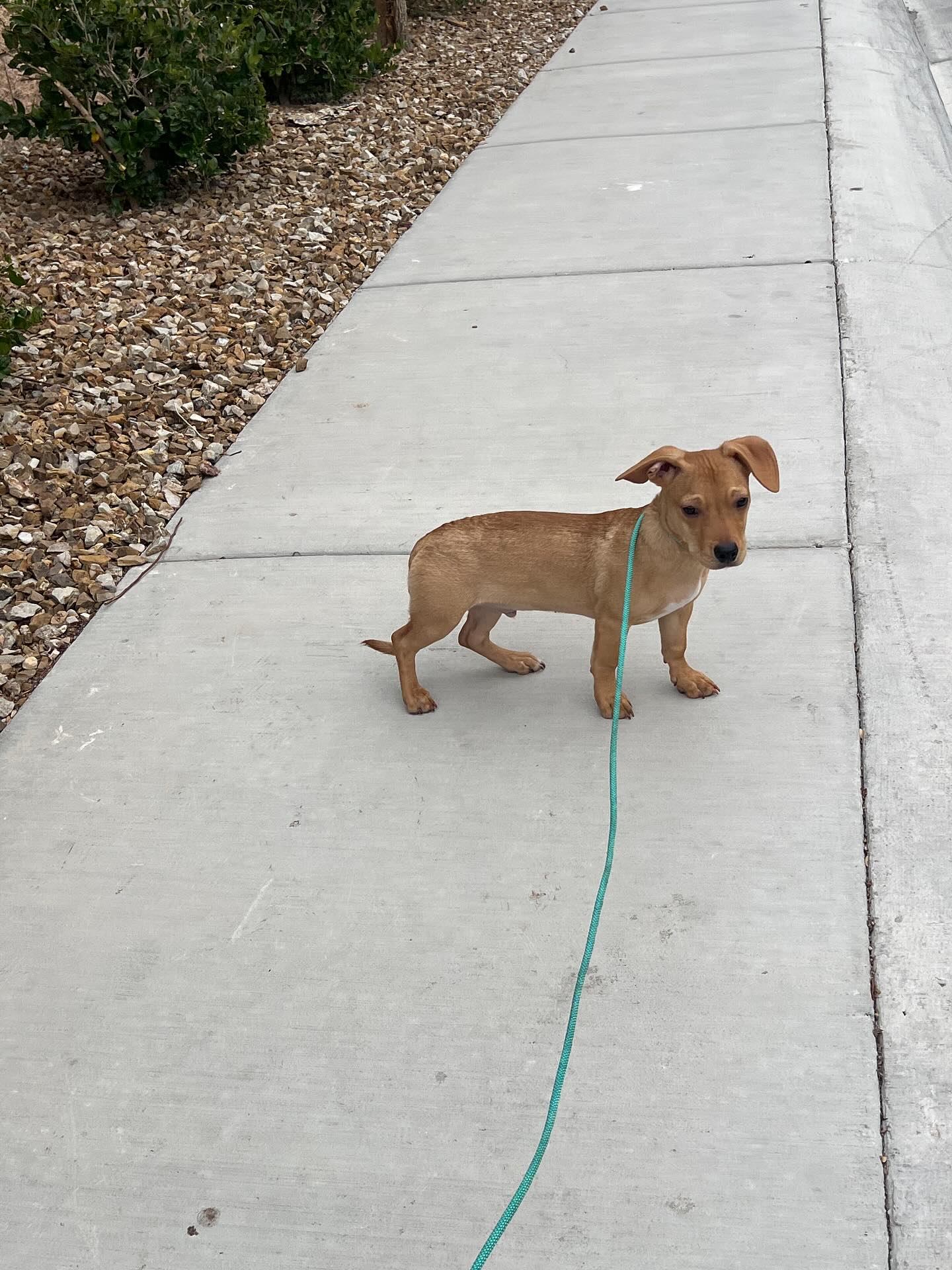 Bing, - Meet Luca 🤎🐾 This sweet 6-month-old rescue pup was found as a ...