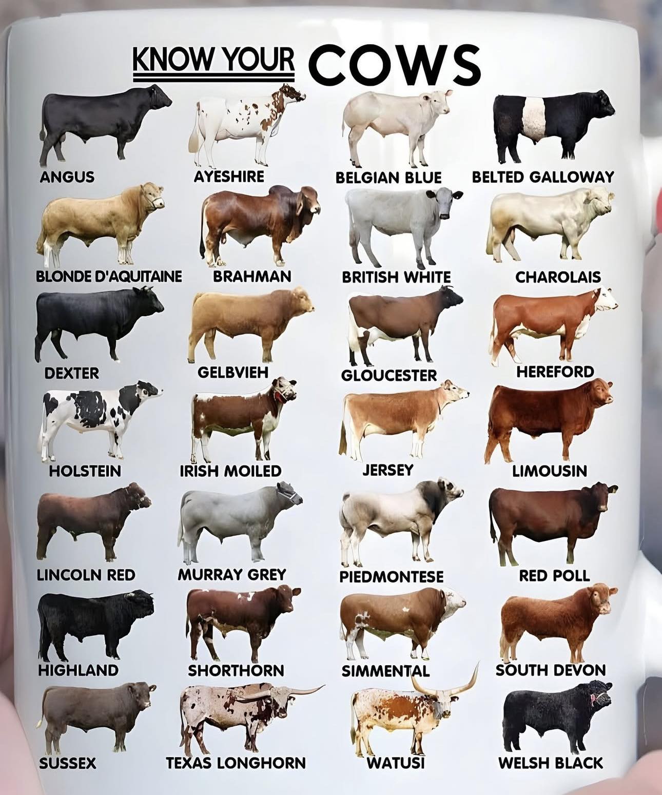 Monggo - Jenis jenis sapi dengan ras nya . Sapi apa yang kalian punya ...