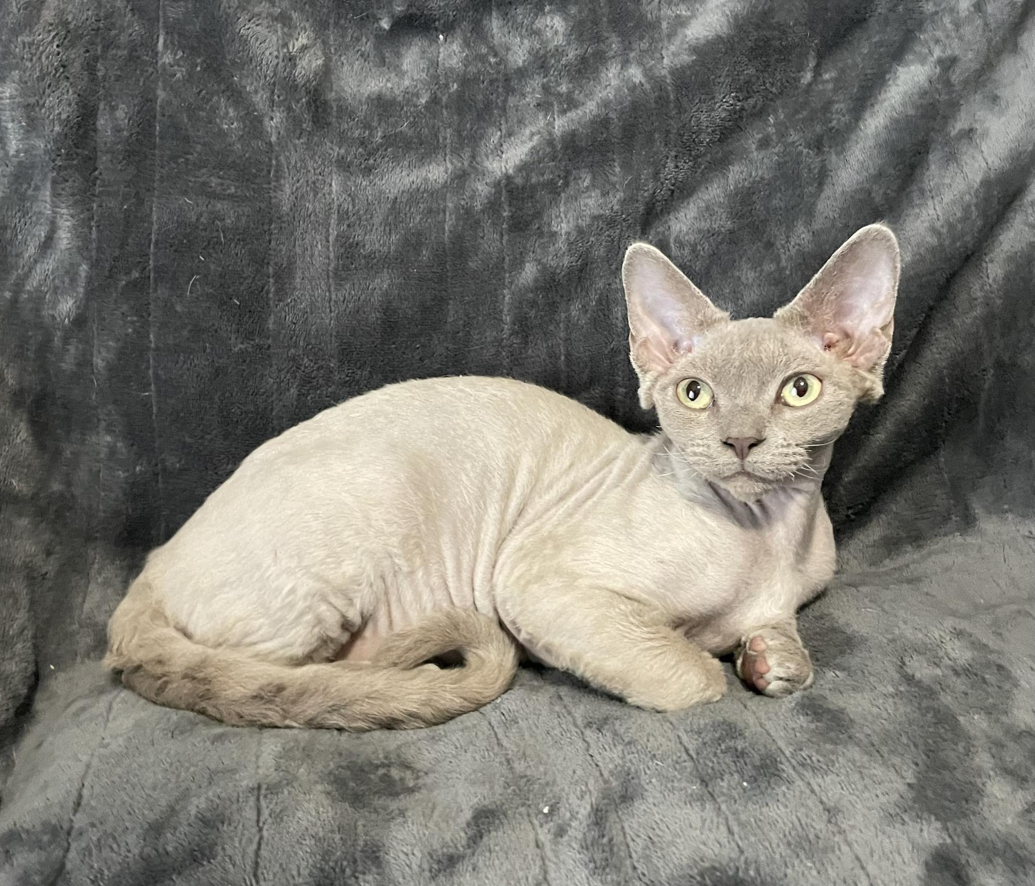 LL’s Midwest Devon Rex | Lincoln NE