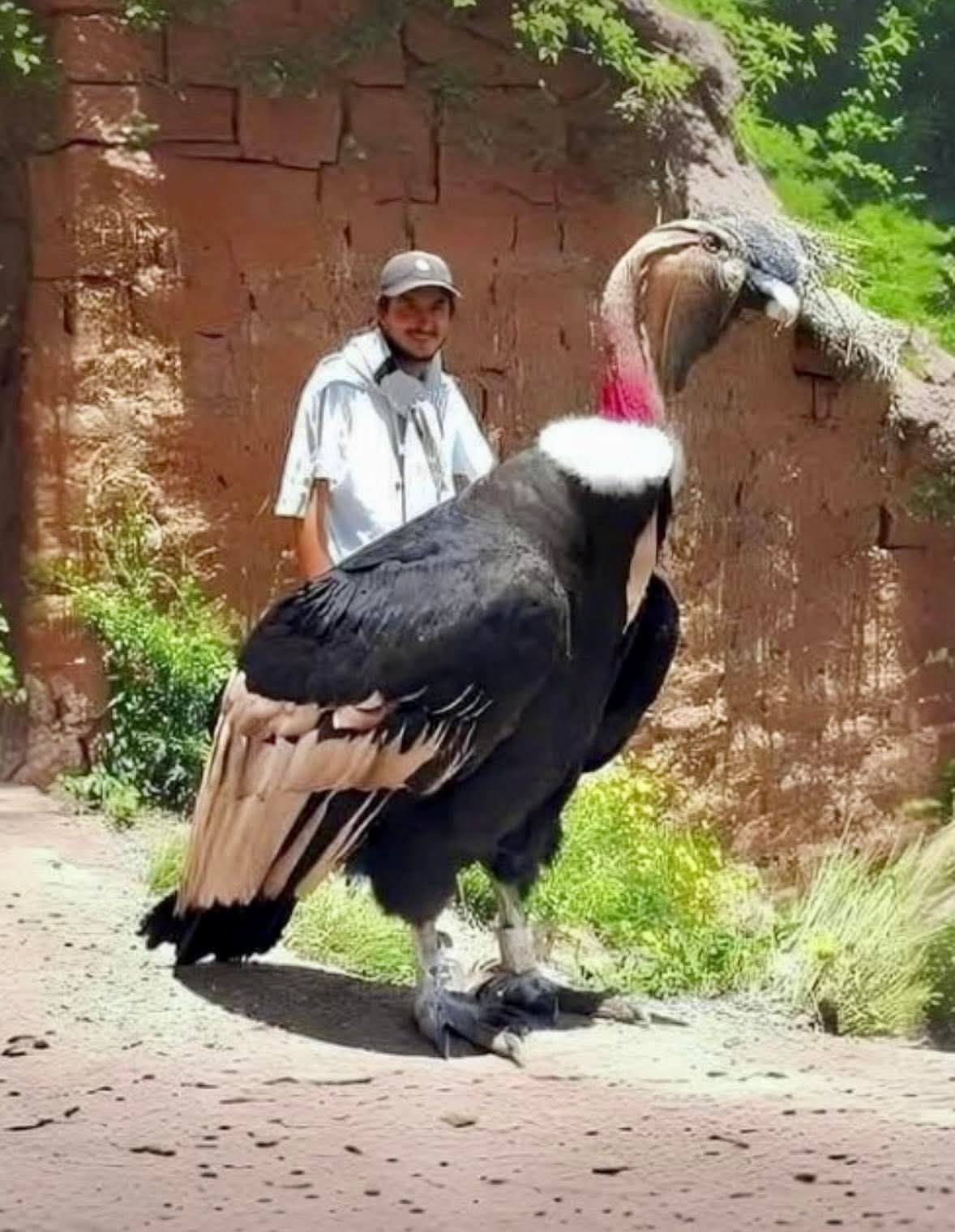 Braisclips - 🐦 El cóndor andino es una de las aves más impresionantes ...