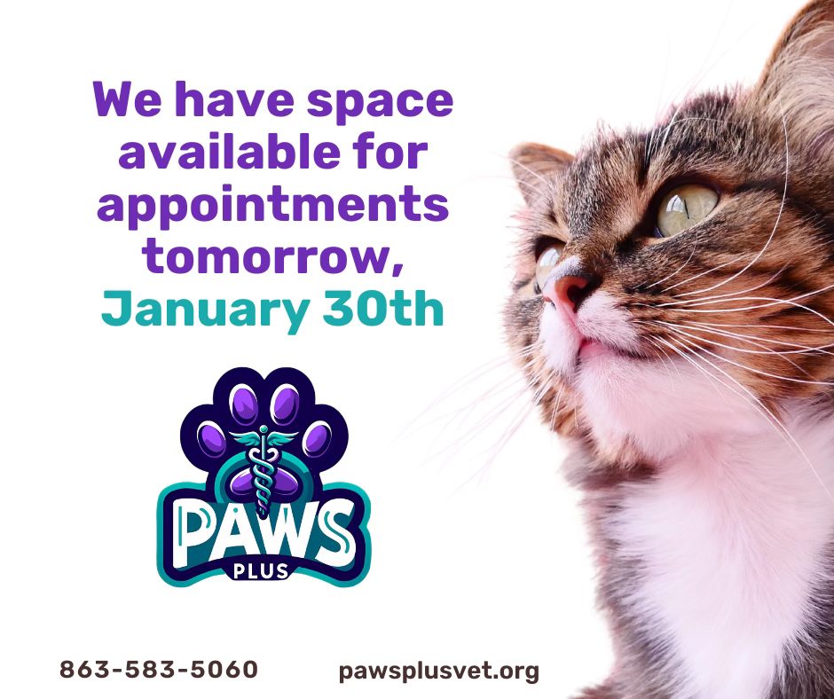 Paws Plus Veterinary