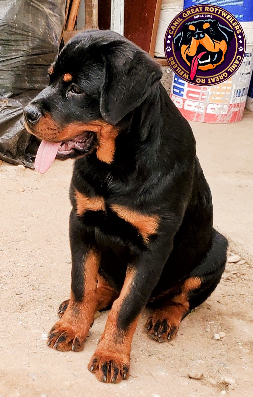 Canil Great Rottweilers | Luanda