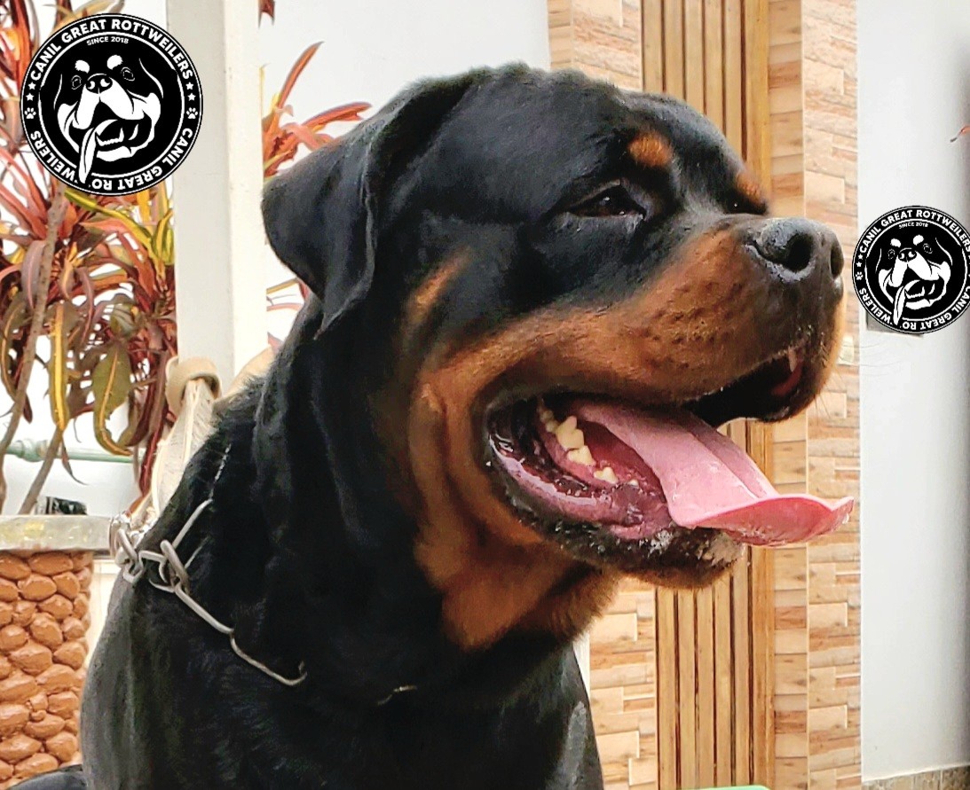 Canil Great Rottweilers | Luanda