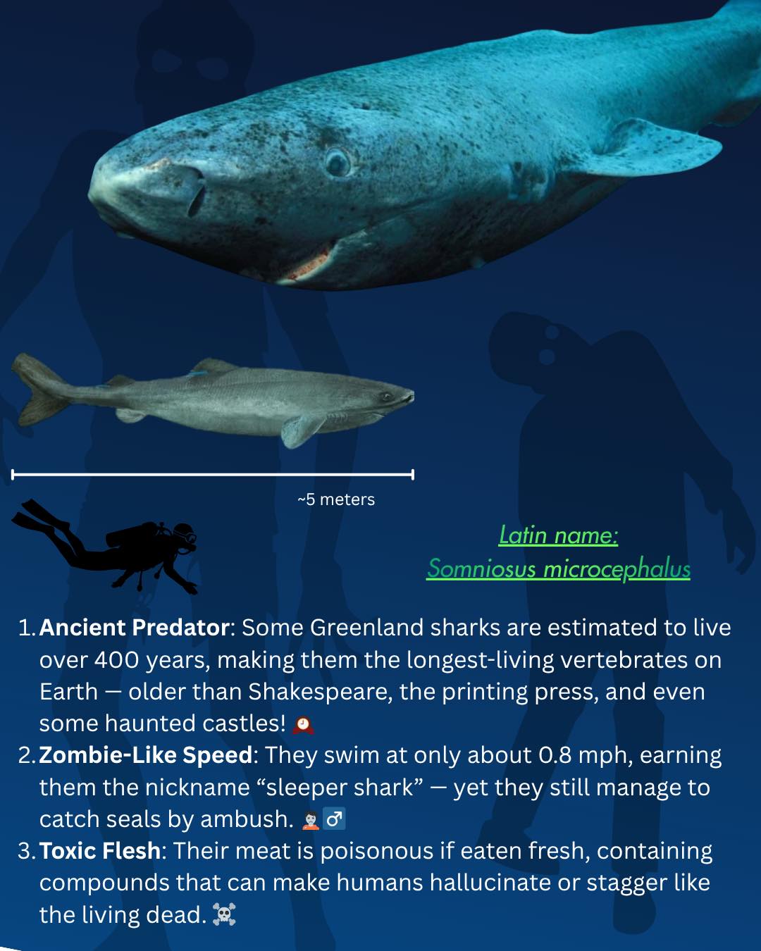 Shark Research Foundation