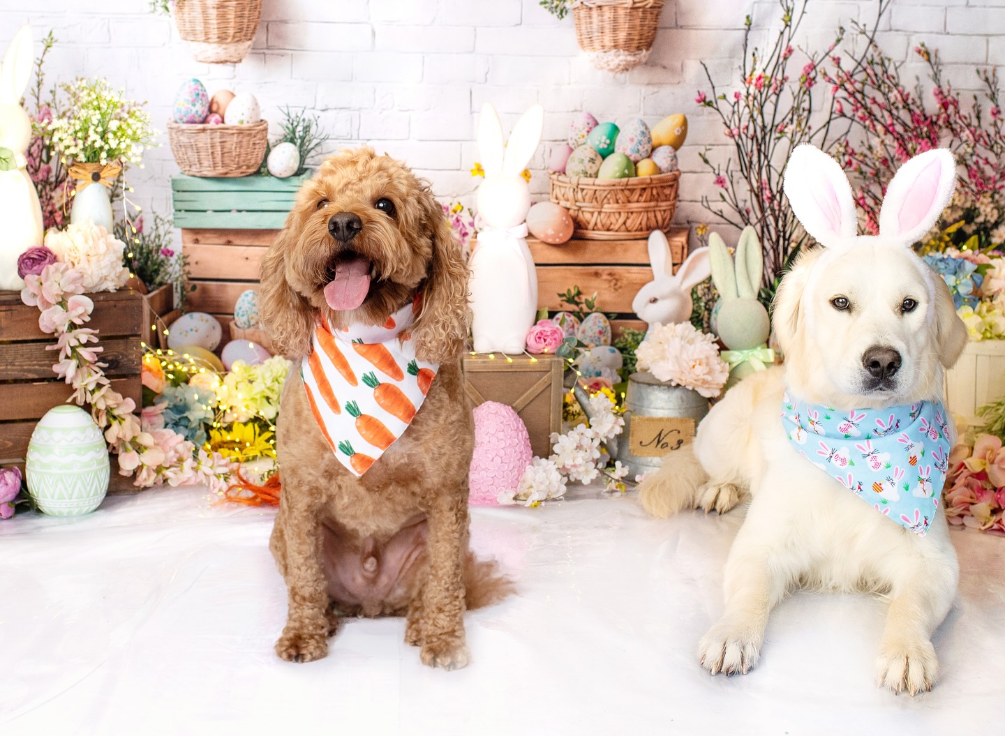 Playful Pack Dog Daycare & Boarding | Charleston SC