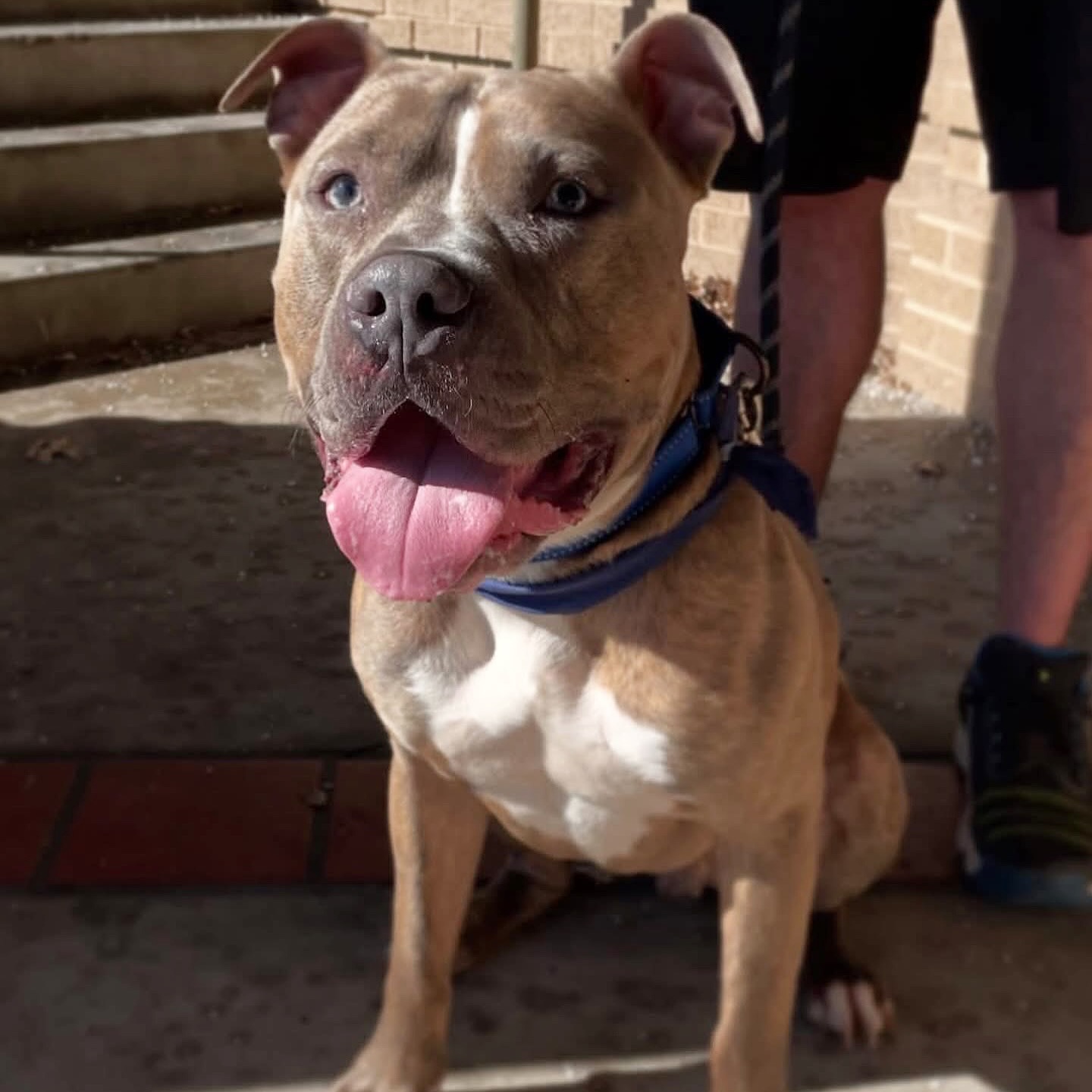 𝗙𝗢𝗦𝗧𝗘𝗥 𝗼𝗿 𝗔𝗗𝗢𝗣𝗧𝗔𝗕𝗟𝗘... - Unleashed Potential Animal Rescue | Facebook