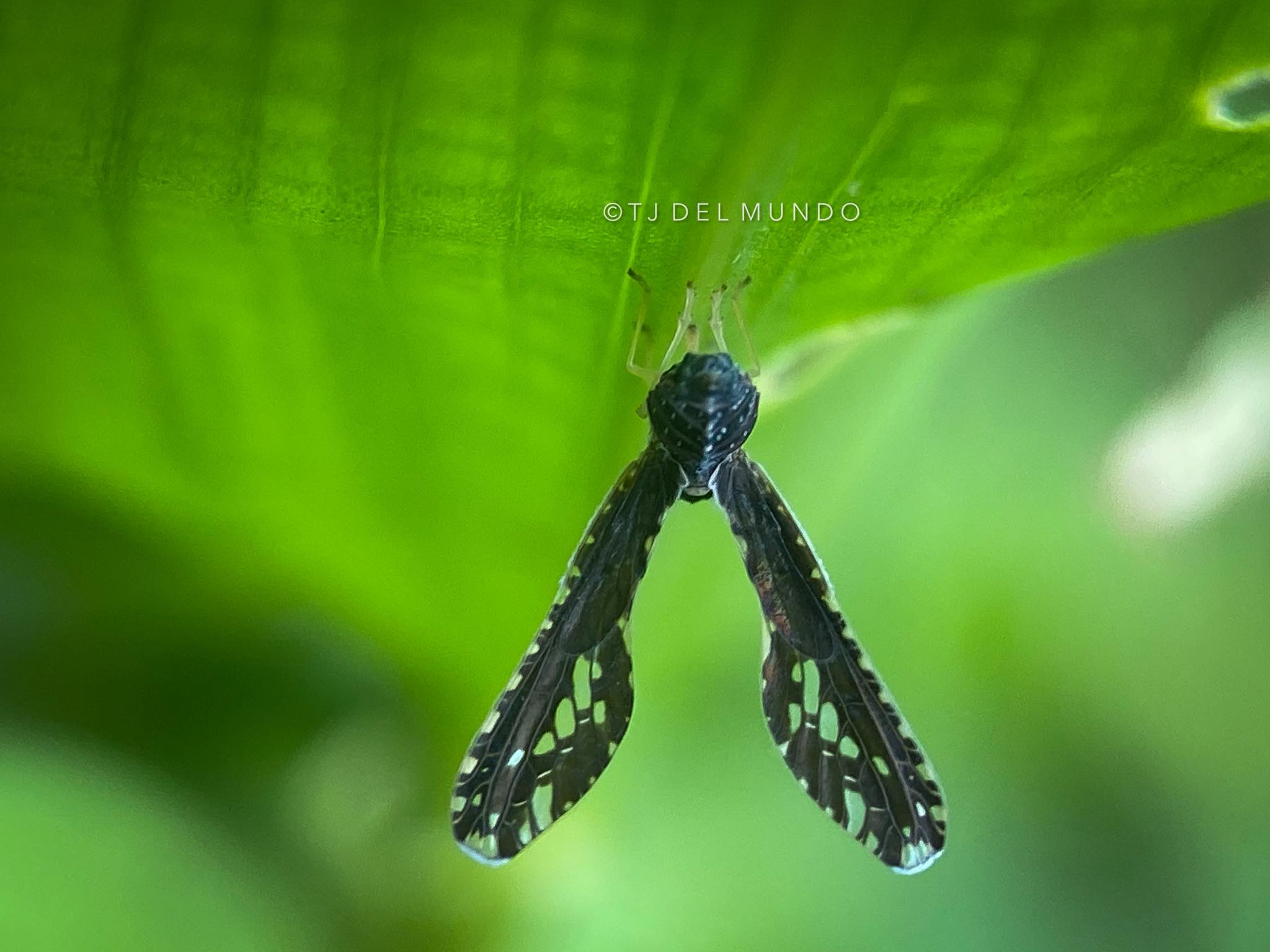 Insect Identification of the Philippines | Yung todo picture ka ...