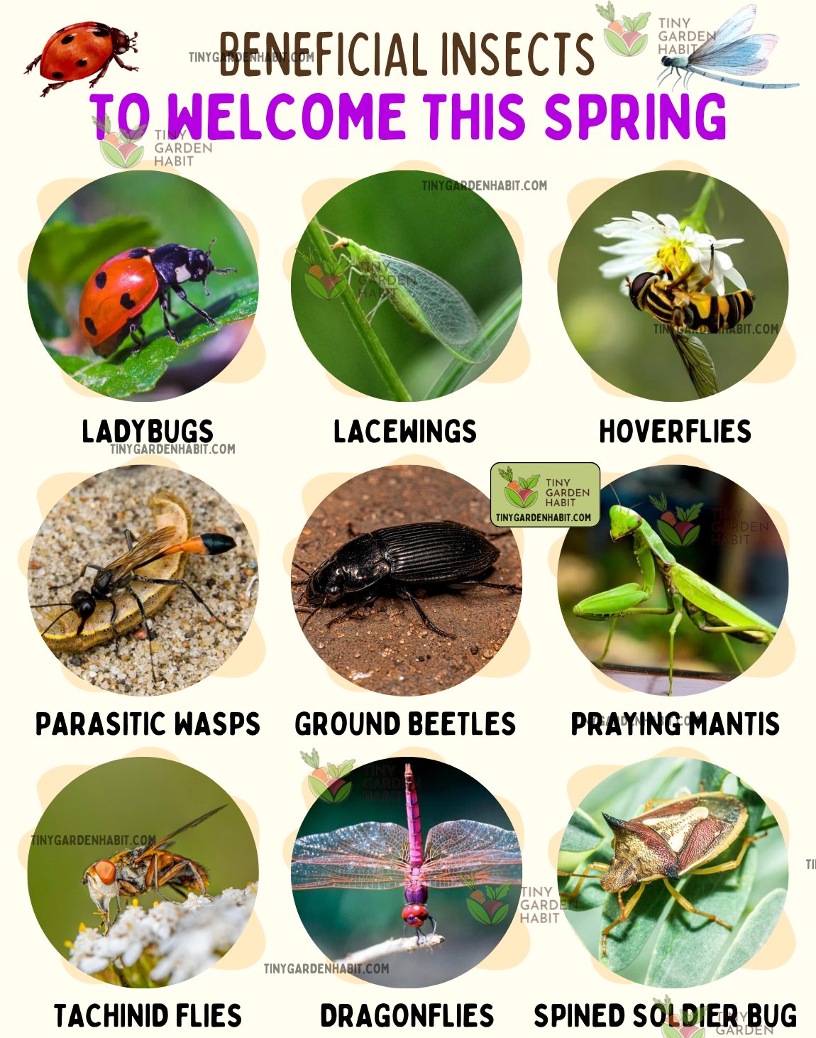 DIY Garden Growing Hacks - Welcome These Garden Heroes This Spring! 🐞🌱 ...