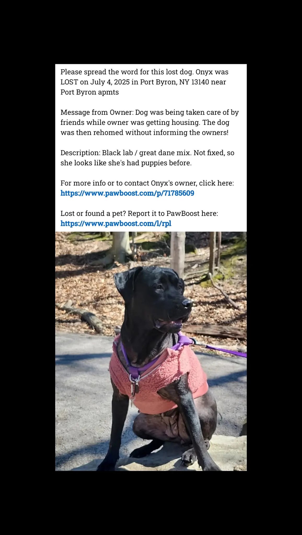 Lost dog Onyx in Northeast Philly | Philadelphia, PA