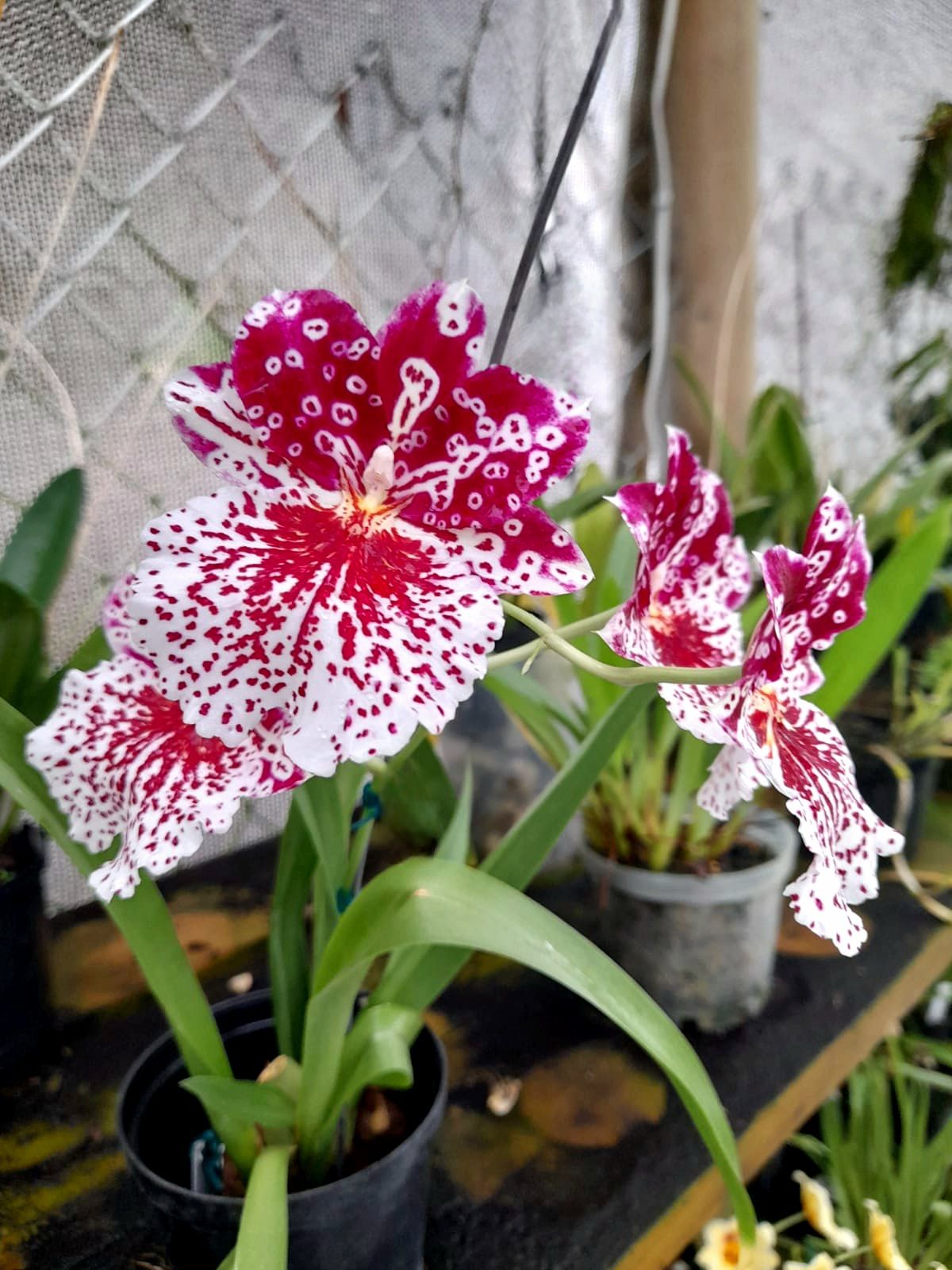 Miltoniopsis Breathless Fireworks Mericlone derived from a