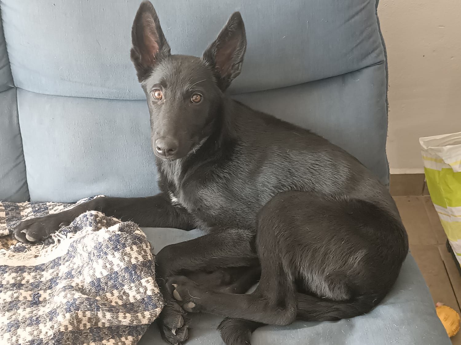 Lomitos Fad - 🐾 ADOPTAME 🐾 -Sombra/Moon -Hembra talla grande -5 meses ...