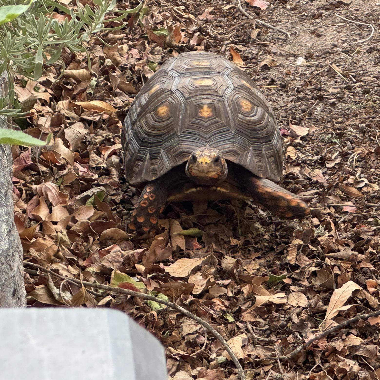 Watch these adorable baby Red Foot tortoises enjoying a relaxing bath ...