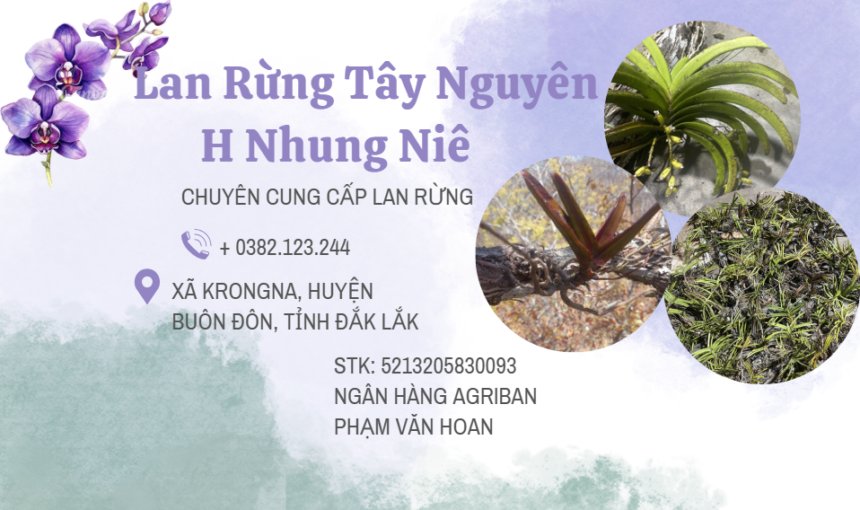 Tân Lan Rừng A Lưới added a new photo. - Tân Lan Rừng A Lưới