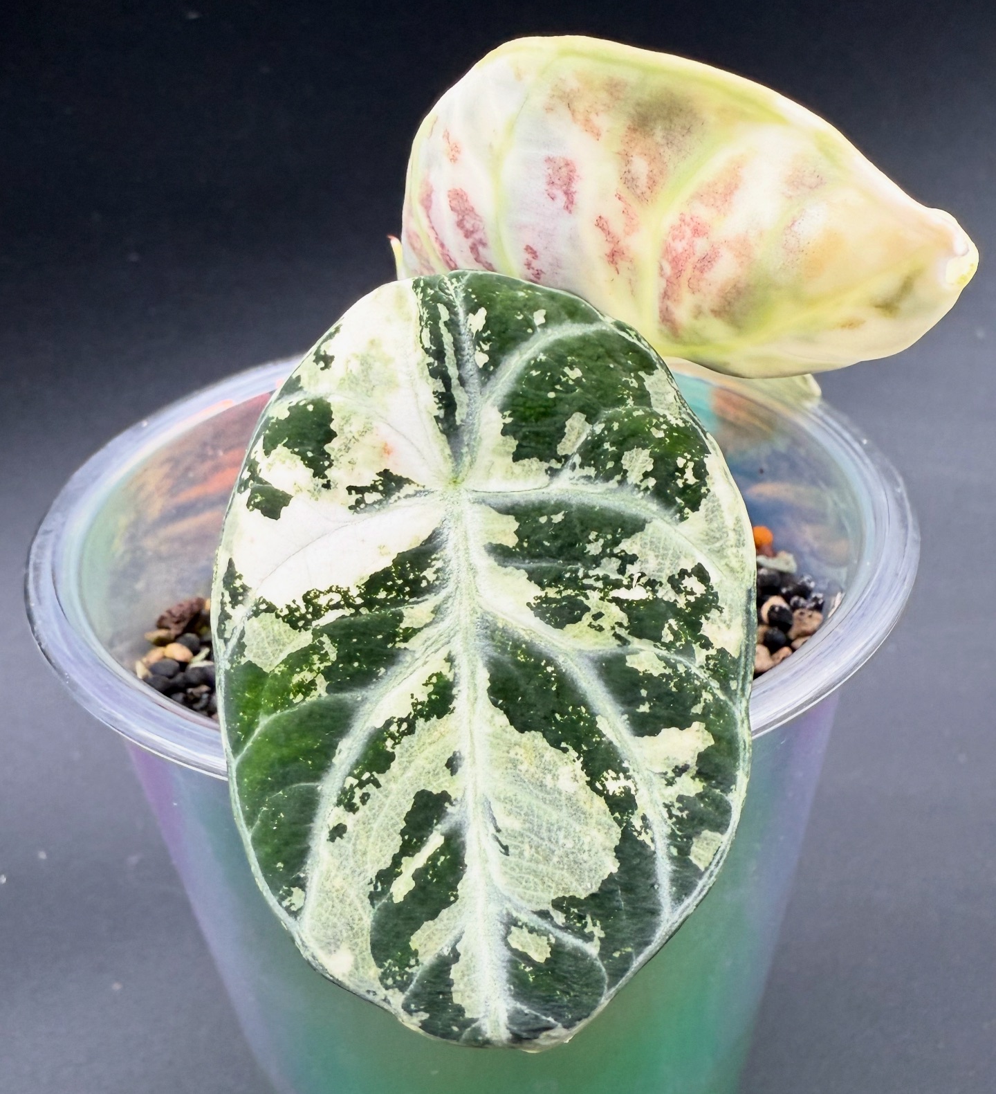 Alocasia Ninja Pink Albo from corm, nfs #alocasia #ninja #pink