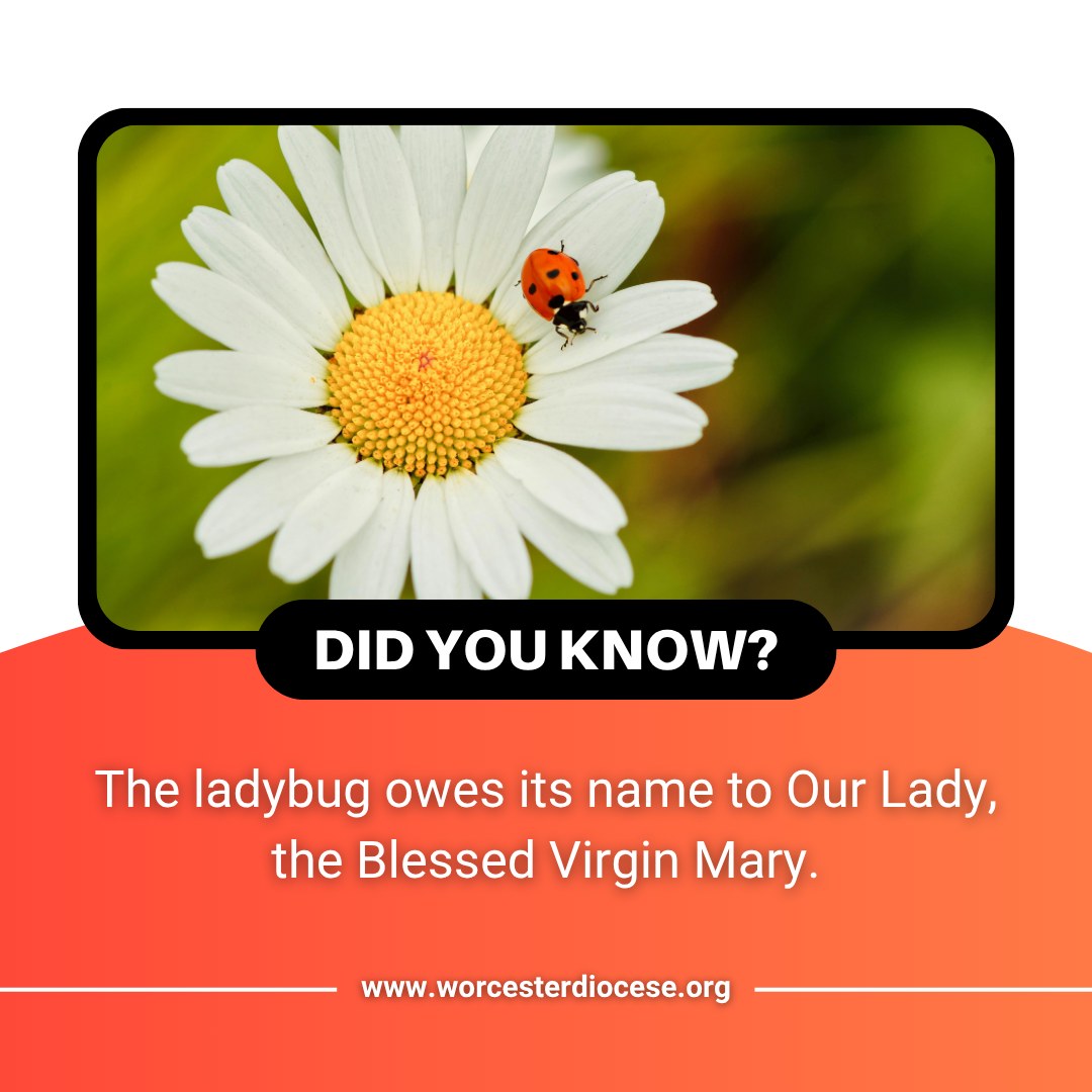 Mary - Did you know? The ladybug owes its name to Our Lady, the Blessed ...