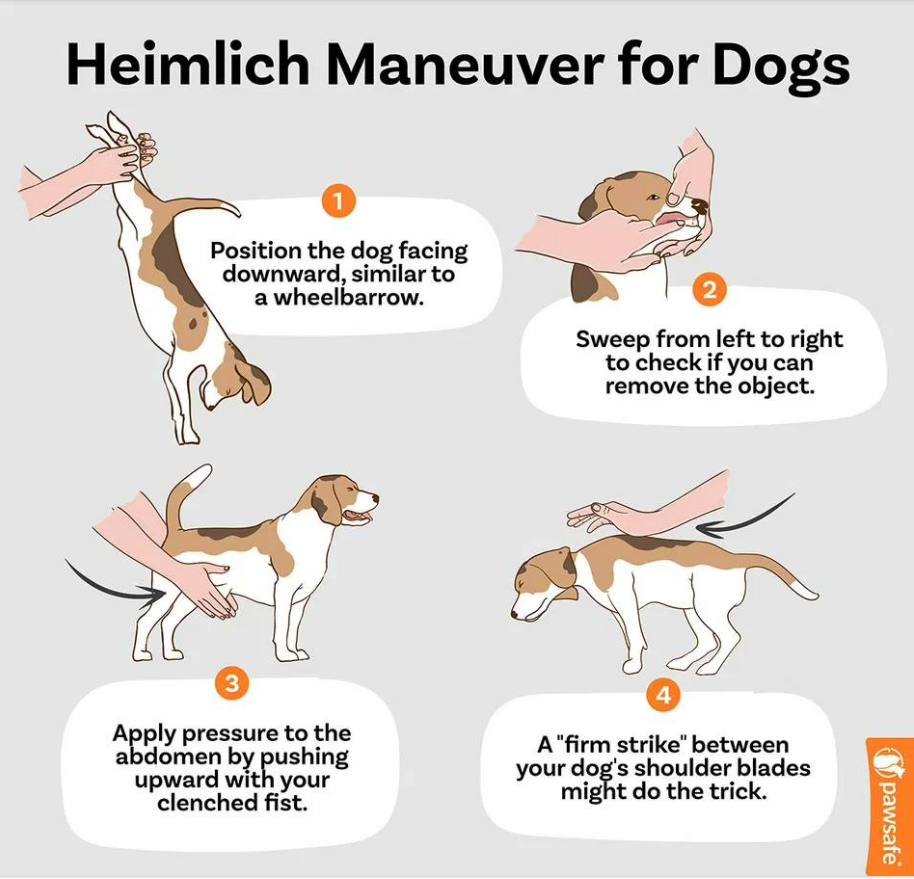 Family - 🚨 Choking vs. Bloat in Dogs — Know the Signs & Act Fast! 🚨 🐾 ...