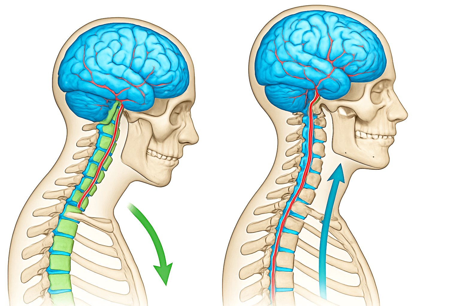 Upright Posture - Posture affects every physiological... | Facebook