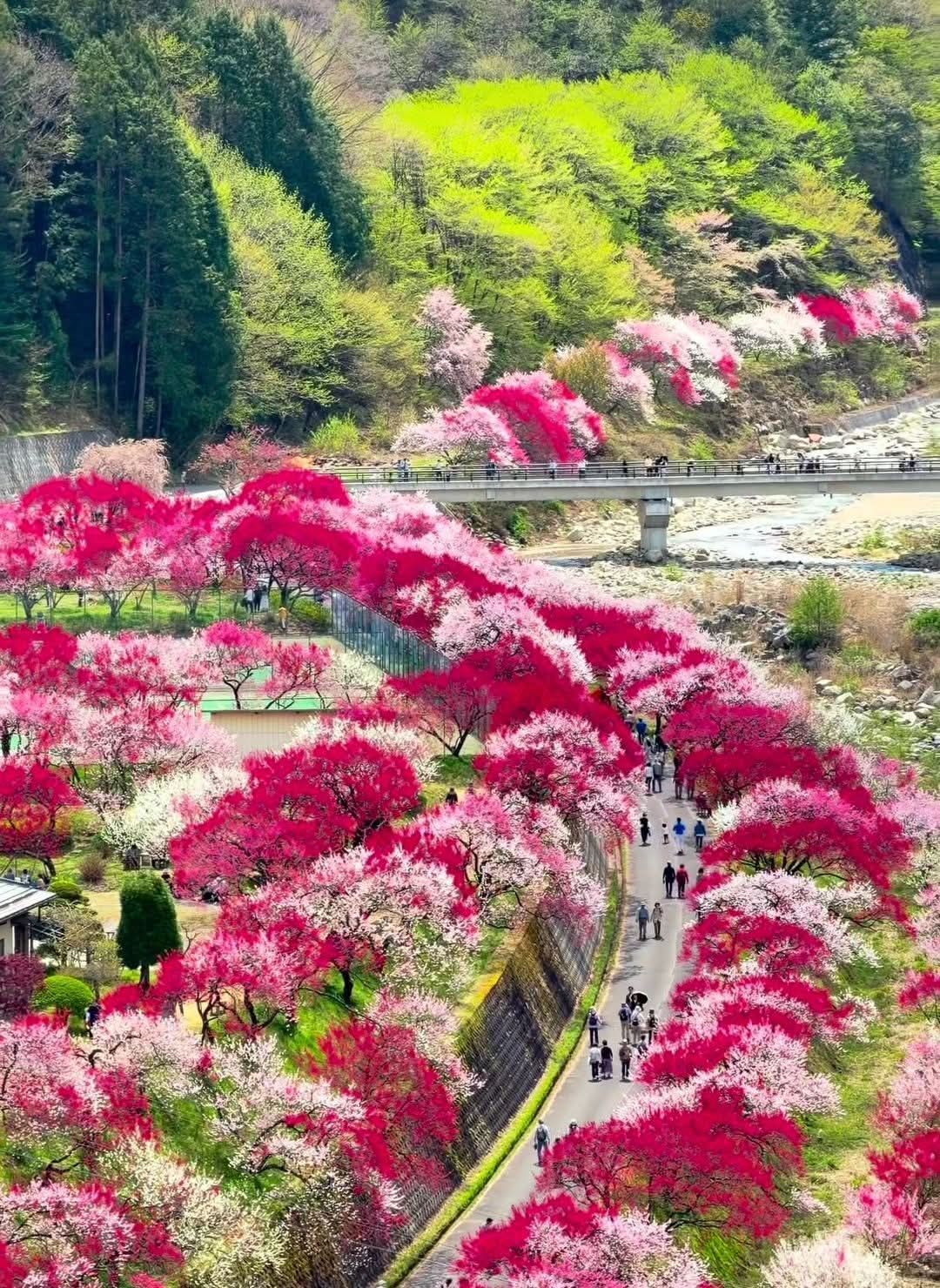 The place depicted in the image is likely Hanamomo no Sato (Peach