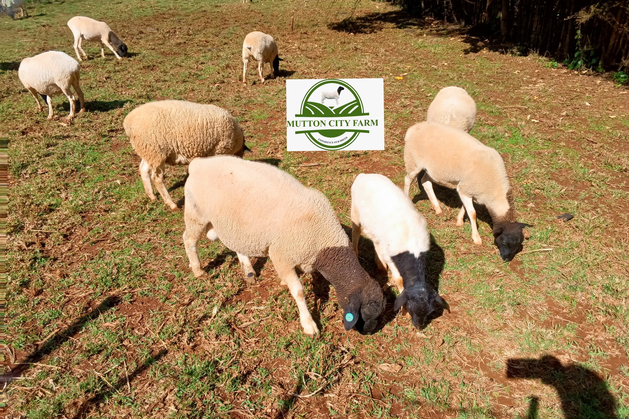 Mutton City Farm | Eldoret