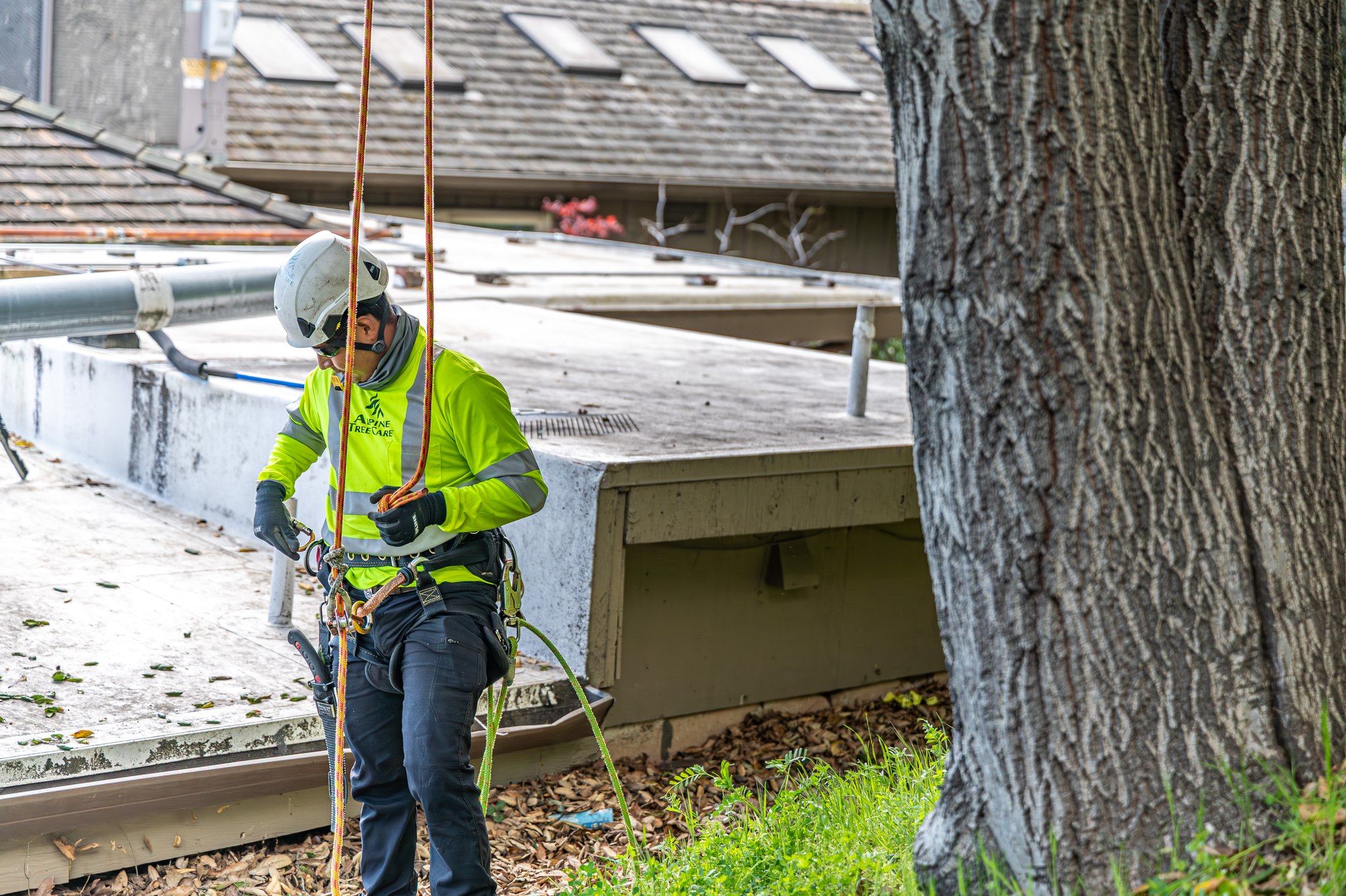 We don’t start until the hazards are... - Alpine Tree Care | Facebook