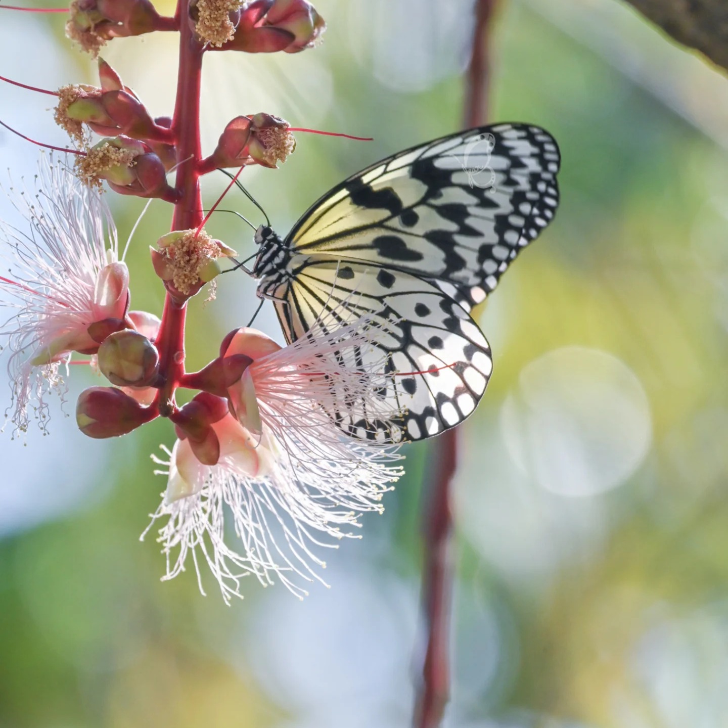 🦋 Featured species in this video: ★玉帶鳳蝶 / Common Mormon / Papilio ...
