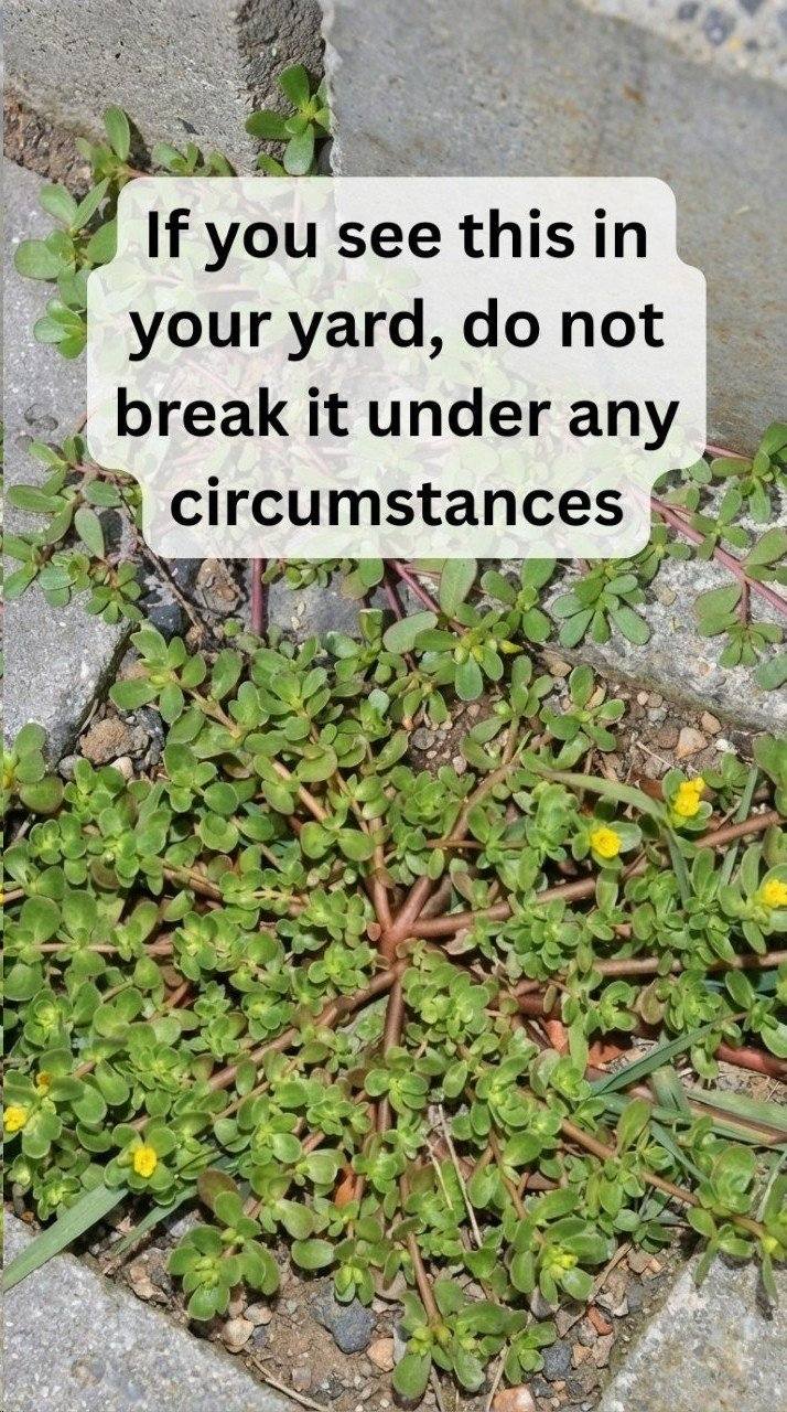 Purslane is a superfood weed