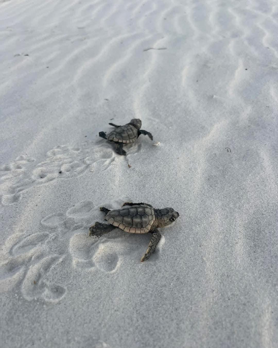Gulf - 🧠Did you know that nesting sea turtles return to the beach they ...