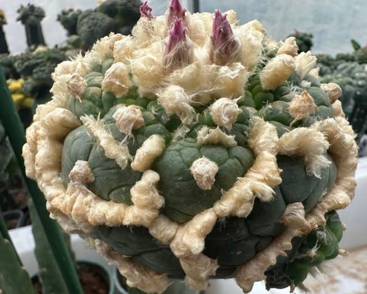 银冠玉（Lophophora fricii） New mutated individual: the only one