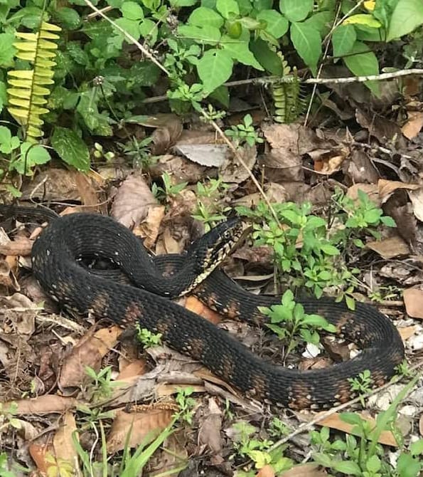Water snake with zorro mask identification needed