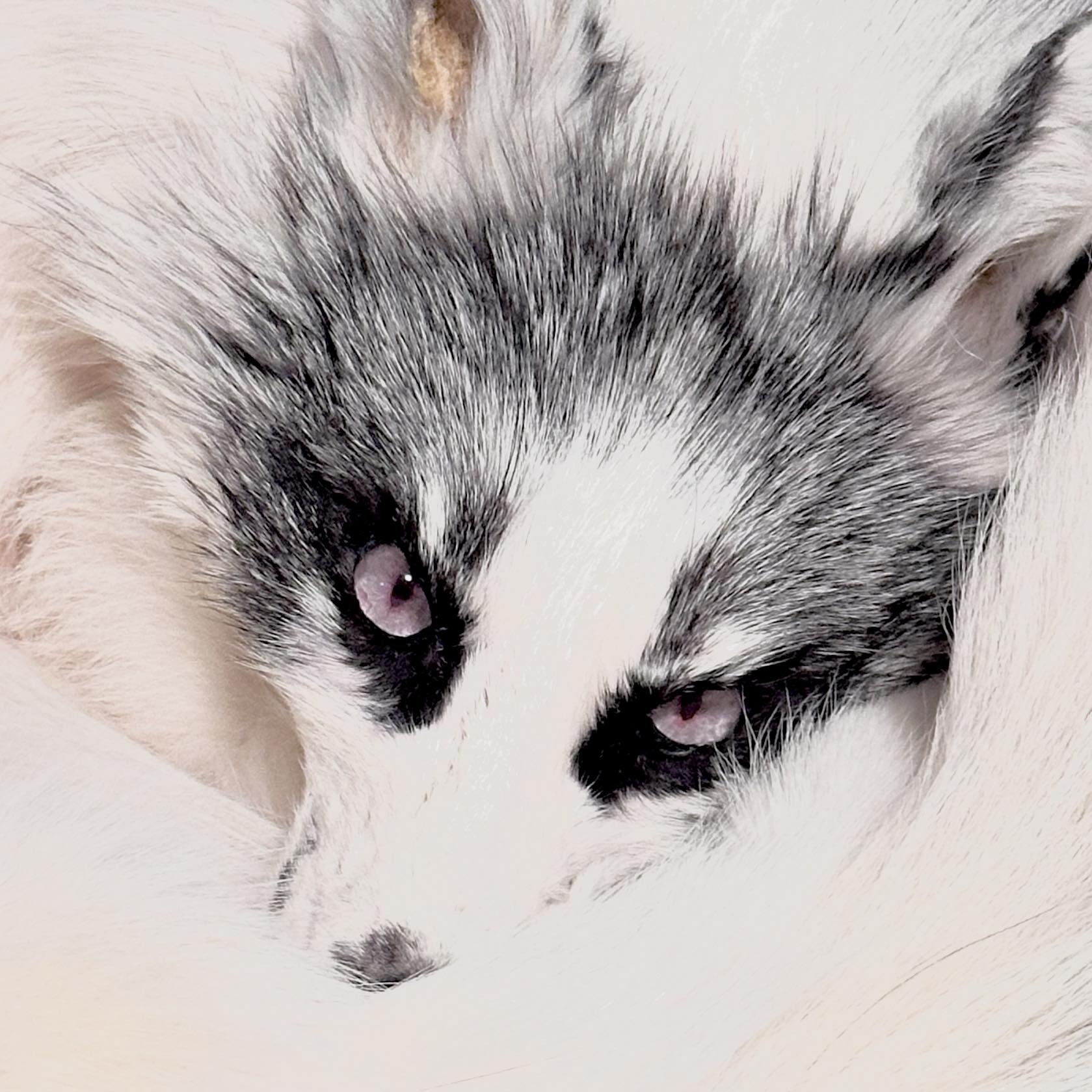 Piebald, Animal Color Mutations & Variations Piebald animals explained ...