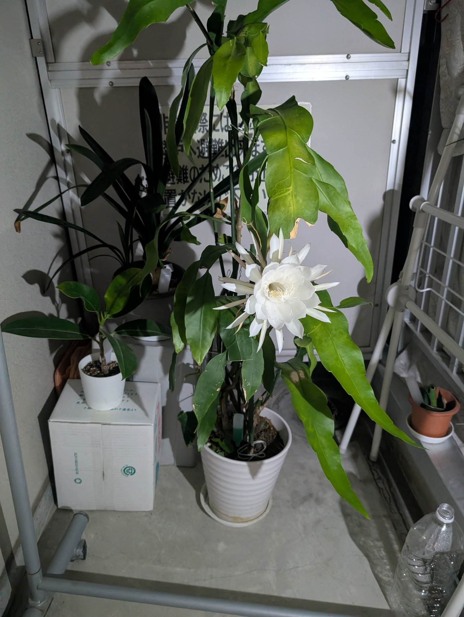 花っていいね！倶楽部
