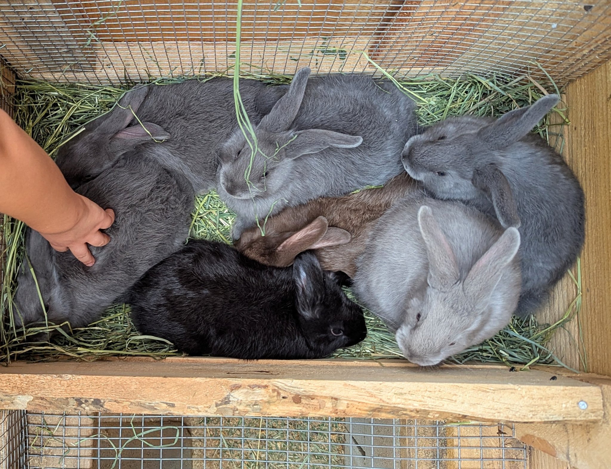 What's happening on the Divide? | Pedigree Silver Fox Rabbits (juniors ...