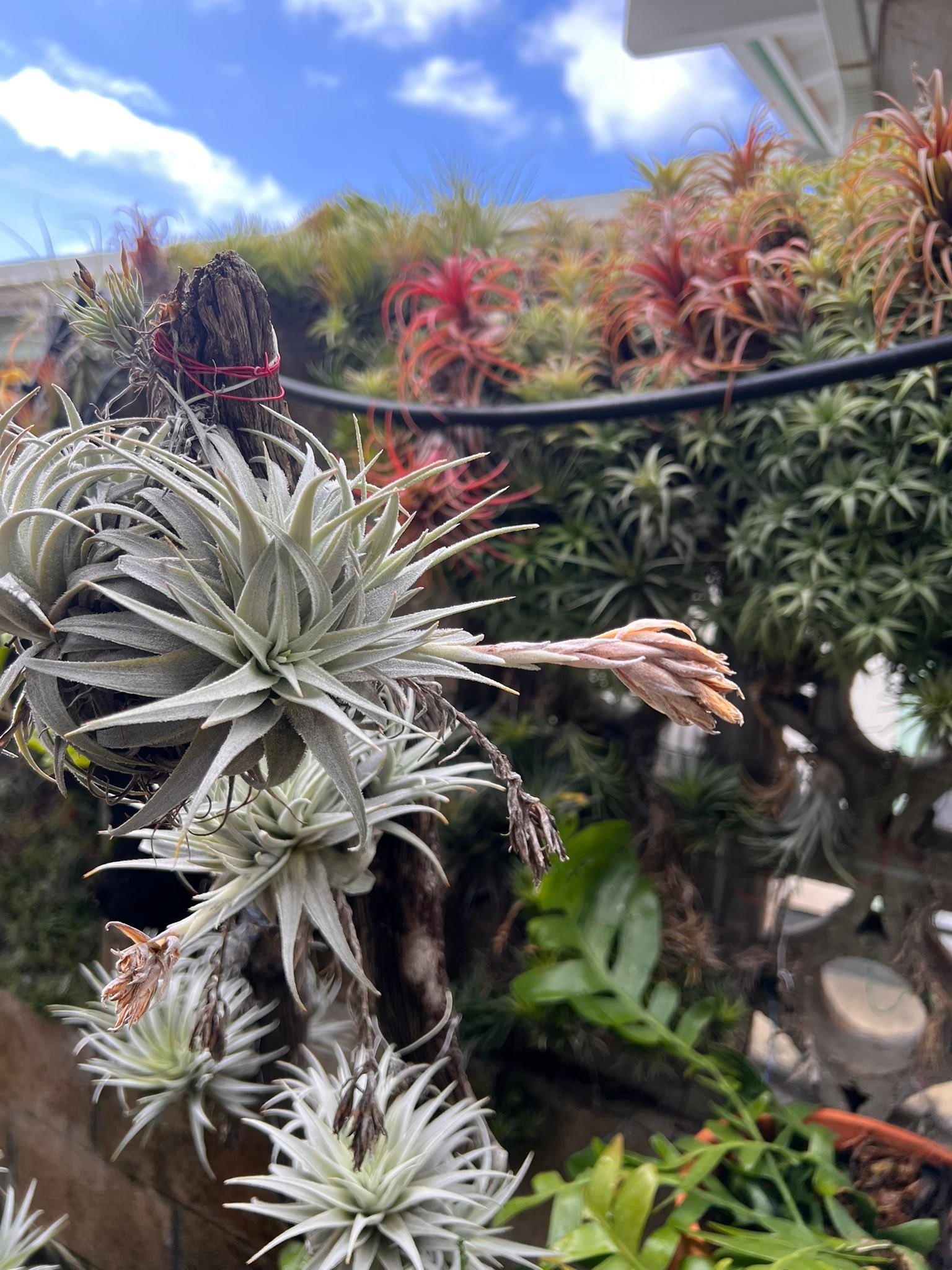 Tillandsia gardneri var. rupicola wild S ブロメリア・エアー