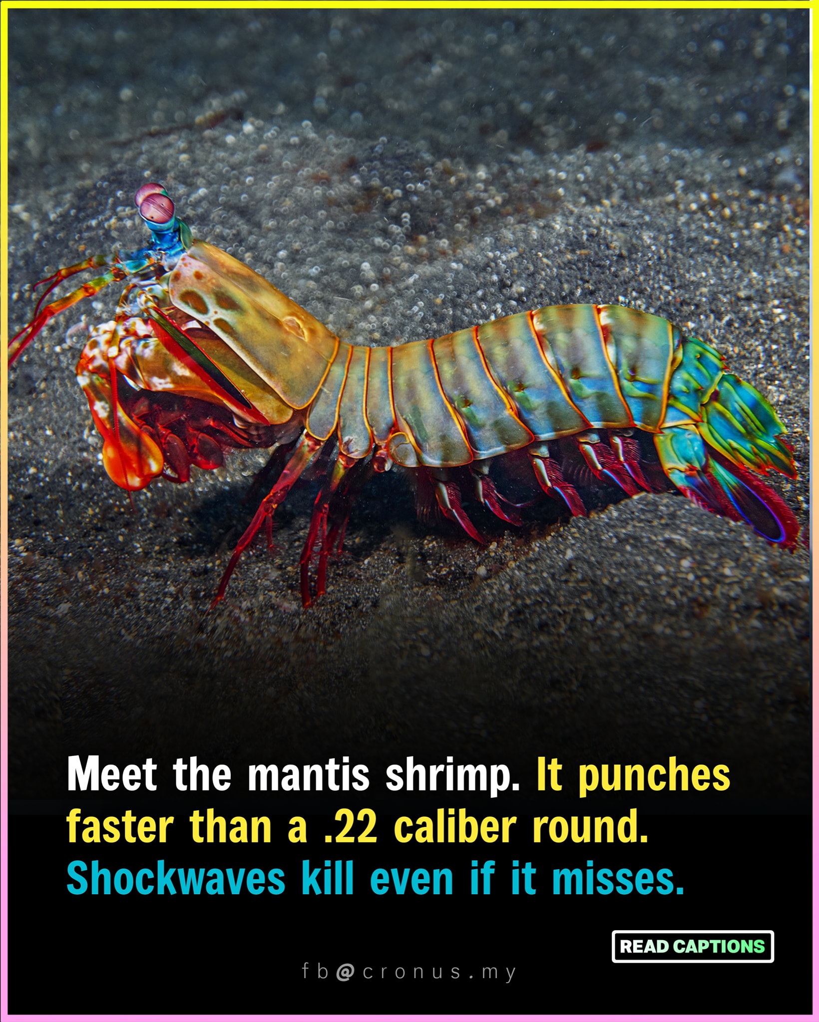 Cronus - Despite being just six inches long, the mantis shrimp can ...