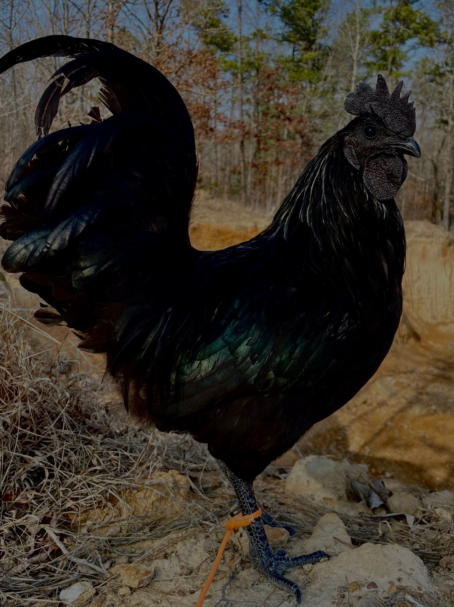 Does rooster have mulberry color?