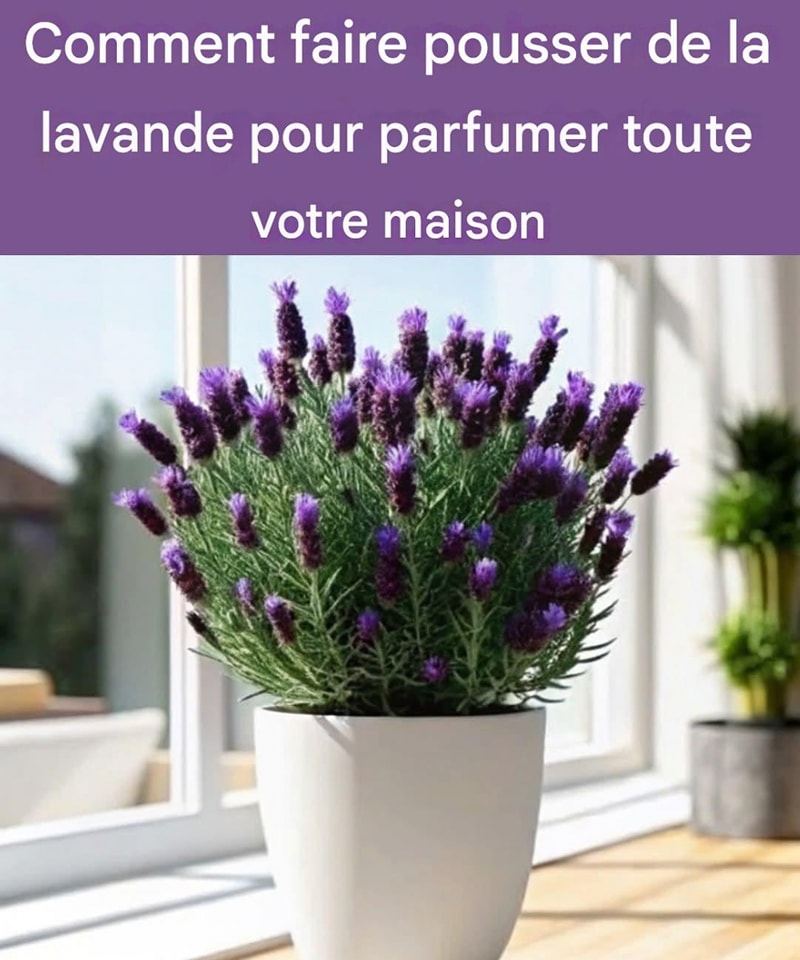 économie Eau Jardin Arroseur SumiSoaker 20m - Alternative écologique Aux Arroseurs Classiques Arroseur Sumisoaker 20m Basse Pression