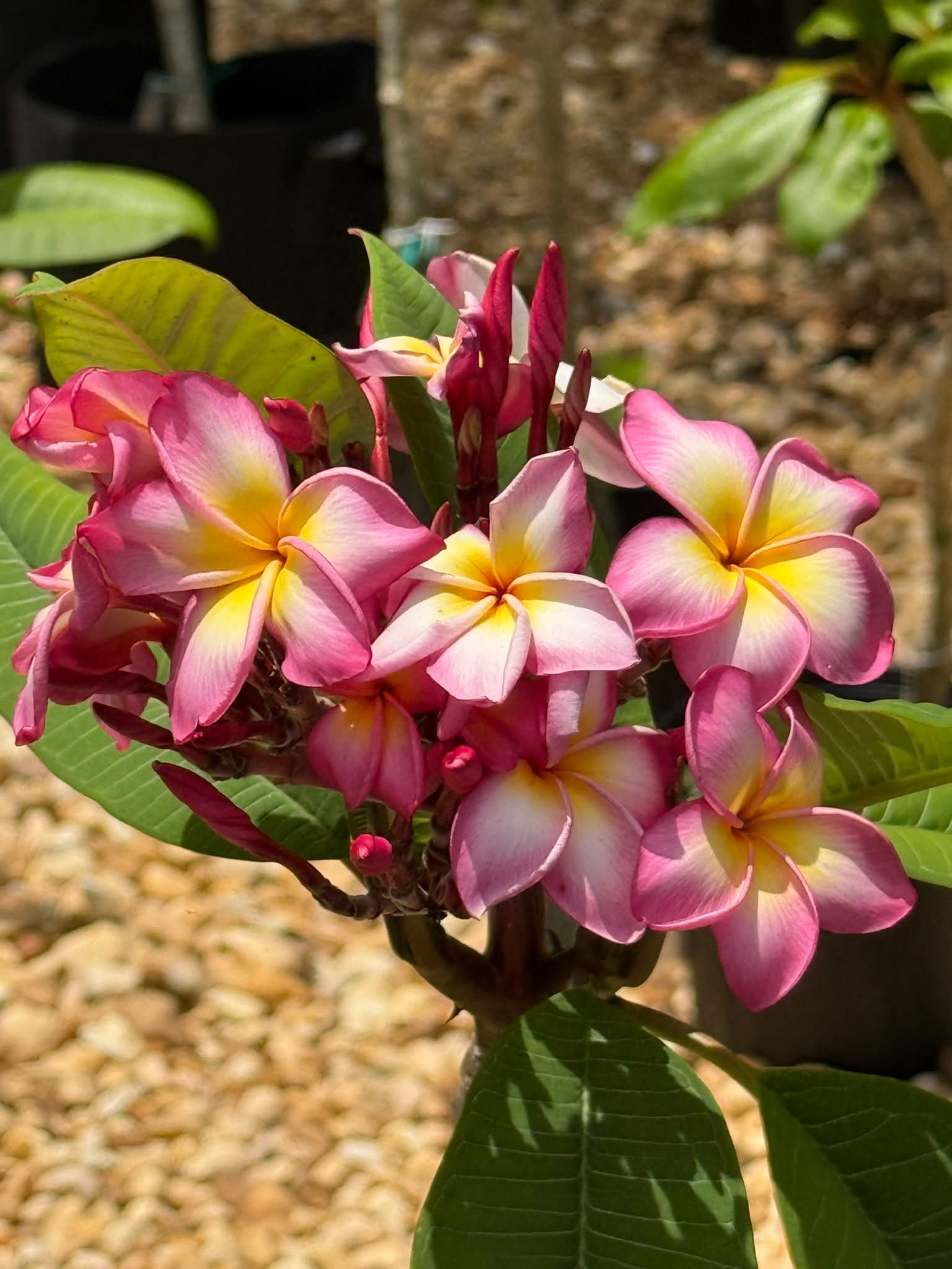 Jungle Jack's J105 plumeria with unique red orange blooms