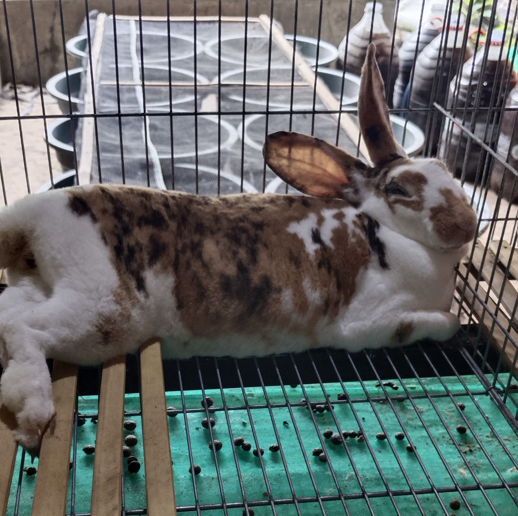 Bang Muis Rabbits