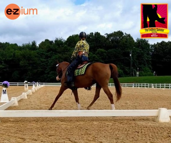 Do you want a low key show at a... - Sandbox Dressage Series | Facebook