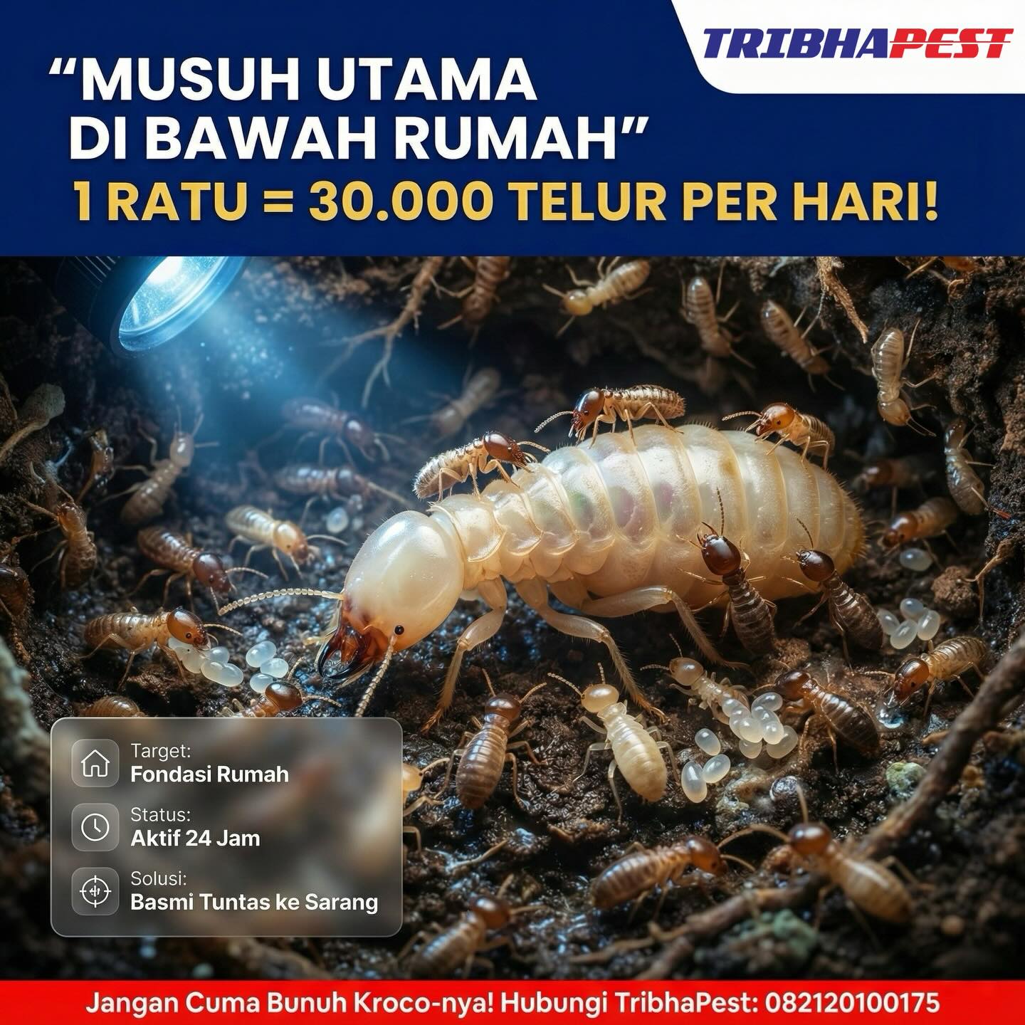 TribhaPest | Cirebon